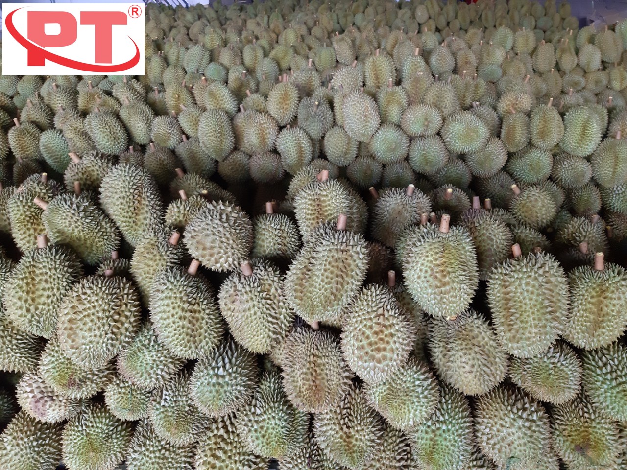 Sầu riêng và tôm sau khi cấp đông qua hệ thống IQF PTG