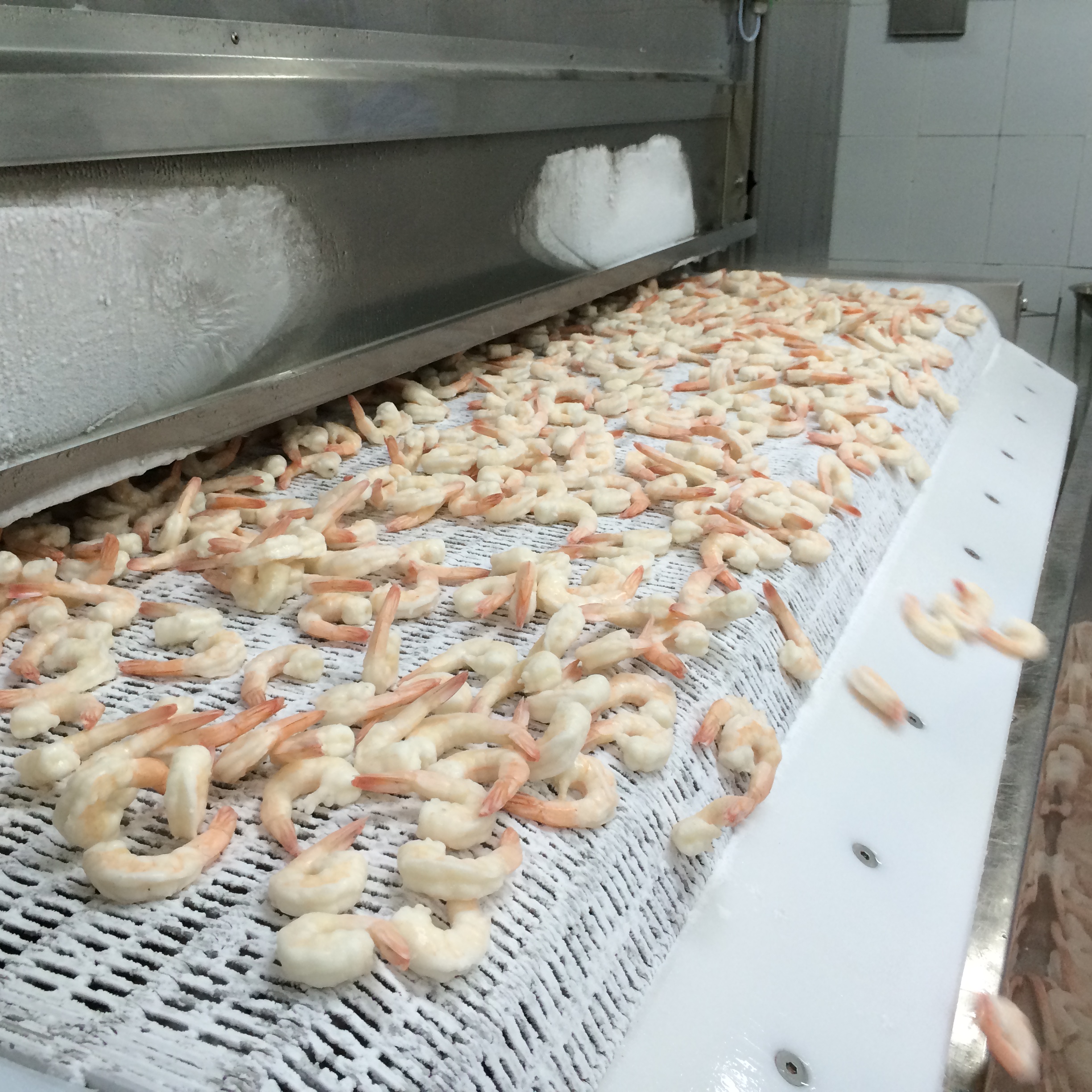 Tôm nguyên con sau khi cấp đông qua băng chuyền IQF xoắn giữ nguyên màu sắc